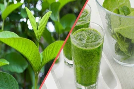 Loại lá vừa đắng lại chát xít nhưng rất tốt cho sức khỏe