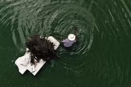 Trứng loại ruồi này được ví như đồ ăn dành cho các vị thần