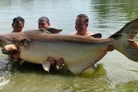 Clip: Cần thủ câu được con cá tra dầu nặng gần 200 kg