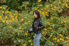 Giới trẻ Hà Nội đổ xô đi “săn” hoa dã quỳ ở Ba Vì