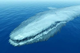 Sinh vật dài nhất thế giới, hơn cả cá voi xanh