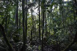 Lạc trong rừng Amazon 1 tháng, sống sót nhờ ăn giun, uống nước tiểu