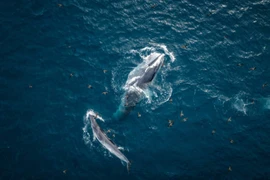 Những điều thú vị trên đường di cư của cá voi xanh