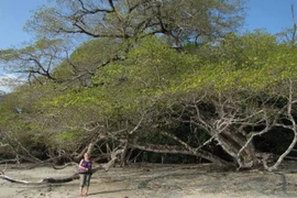 Cây nguy hiểm nhất thế giới, chặt hay đốt đều trúng độc