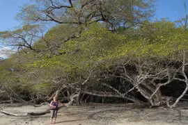 Cây nguy hiểm nhất thế giới, chặt hay đốt đều trúng độc