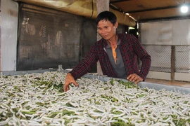 Trồng dâu, nuôi tằm trên cao nguyên, thu 1 tỷ đồng/năm