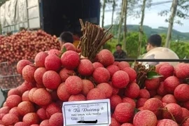 Vải thiều mất mùa giá cao, kẻ khóc, người cười 