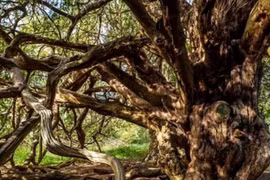 Khu rừng bí ẩn của “phù thủy hắc ám” nổi tiếng nhất nước Anh