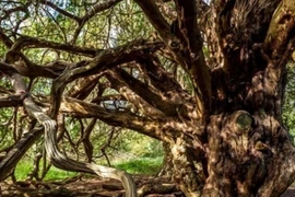 Khu rừng bí ẩn của “phù thủy hắc ám” nổi tiếng nhất nước Anh