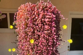 Cây cảnh may mắn, như treo bùa chiêu tài, gọi lộc trong nhà