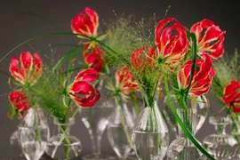 3 loại hoa được ví như “vàng thực vật” 