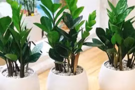 3 loại cây nghe tên là thấy "mùi tiền", trồng là có người mua