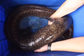 Loài cá đặc sản "linh dược" của đàn ông, người nước ngoài săn lùng