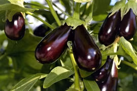 5 loại thực phẩm rẻ và tốt cho sức khỏe có thể thay thế thịt