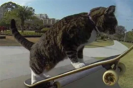 Mèo biết trượt ván, chơi trò đập tay như người