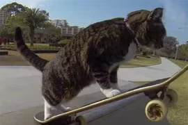 Mèo biết trượt ván, chơi trò đập tay như người