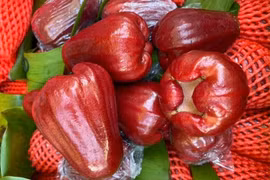 Giá roi đỏ An Phước rớt từng ngày, rẻ chưa từng có