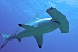 Cá mập đầu búa có cái “búa” trên đầu để làm gì?