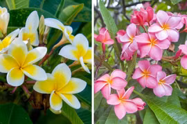 Trồng cây hoa sứ trước nhà có tốt cho phong thủy?