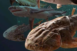 Phát hiện những chiếc răng cổ nhất thế giới