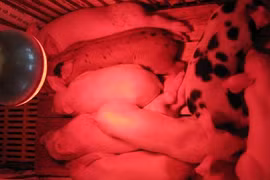 Lợn con giá 150.000đ/con, tiếc của giữ lại nuôi chỉ vài tháng đút túi chục triệu