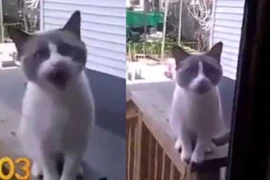 Video: Mèo “khóc lóc” xin chủ cho vào nhà 