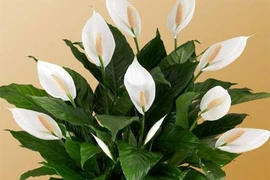 Trồng loại cây phong thủy này, gia chủ sẽ phát tài nhanh chóng