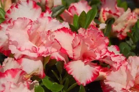 Tuần mới từ 7/11, 3 con giáp gặp nhân duyên tốt, tài lộc bội thu 