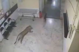 Video: Báo đốm lao vào phòng khám tư bắt chó 