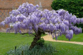 Vẻ mỹ miều của loài hoa đại diện cho tình yêu vĩnh cửu 