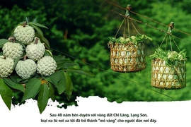 Hành trình hái 'ngọc trên đá' ở ải Chi Lăng