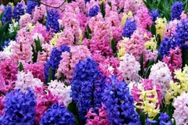 6 loại hoa không nên đặt trong nhà kẻo phá nát phong thủy