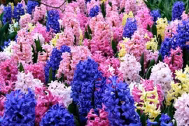 6 loại hoa không nên đặt trong nhà kẻo phá nát phong thủy