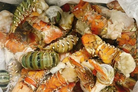 Sự thực về sầu Thái tí hon, tôm hùm bông giá siêu rẻ