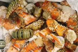 Sự thực về sầu Thái tí hon, tôm hùm bông giá siêu rẻ