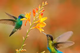 Ai sinh ngày Âm lịch này đón cầu vồng sau mưa