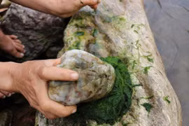 Đặc sản mọc dại trên đá ở Việt Nam, vớt về kiếm nửa triệu/ngày