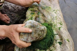 Đặc sản mọc dại trên đá ở Việt Nam, vớt về kiếm nửa triệu/ngày