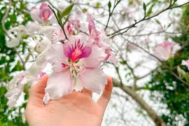 ‘Check-in’ con đường hoa ban đẹp nhất Hà Nội