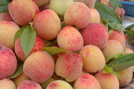 Đào Pháp loại quả ngon ở Bắc Hà giá cao nhất là 60.000 đồng/kg