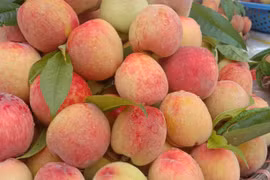 Đào Pháp loại quả ngon ở Bắc Hà giá cao nhất là 60.000 đồng/kg