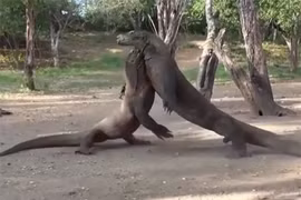 Video: Màn đại chiến khốc liệt của rồng Komodo