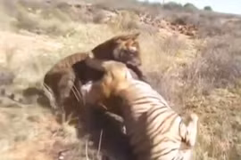 Cuộc chiến sinh tử giữa 2 con hổ 