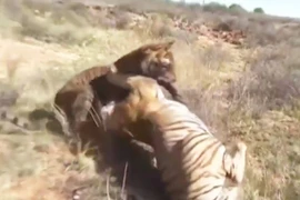 Cuộc chiến sinh tử giữa 2 con hổ 