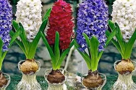 4 cây phong thủy trồng không cần nước, càng xanh tươi gia chủ càng giàu 