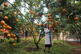 Rủ khách thăm vườn, lão nông thu tiền tỷ mỗi năm