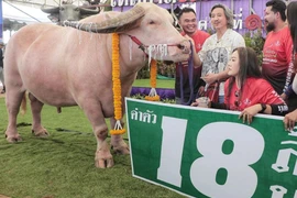 Anh nông dân bán con trâu màu hiếm thu về gần 12,5 tỷ 