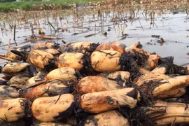 Củ sen - Loại củ bán sang Hàn Quốc quý như nhân sâm