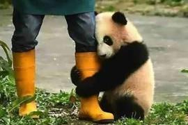 Bất ngời lý do gấu trúc thích ôm đùi người nuôi