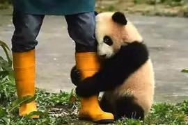 Bất ngời lý do gấu trúc thích ôm đùi người nuôi